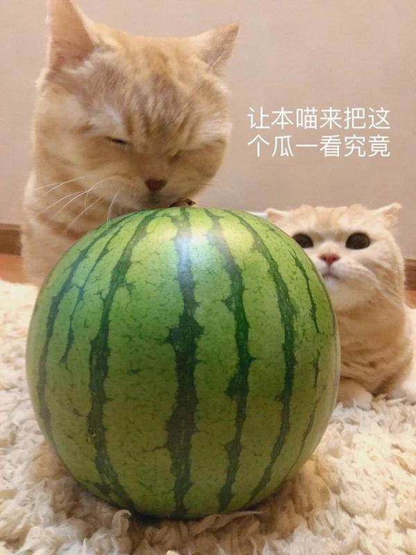 吃瓜表情包 - 知乎