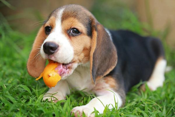 狗狗不能吃的水果