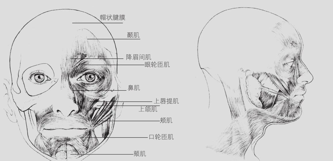 怒,哀,乐等各种各样的表情,刻画颧骨,眉弓,鼻骨的肌肉能在外面显现出