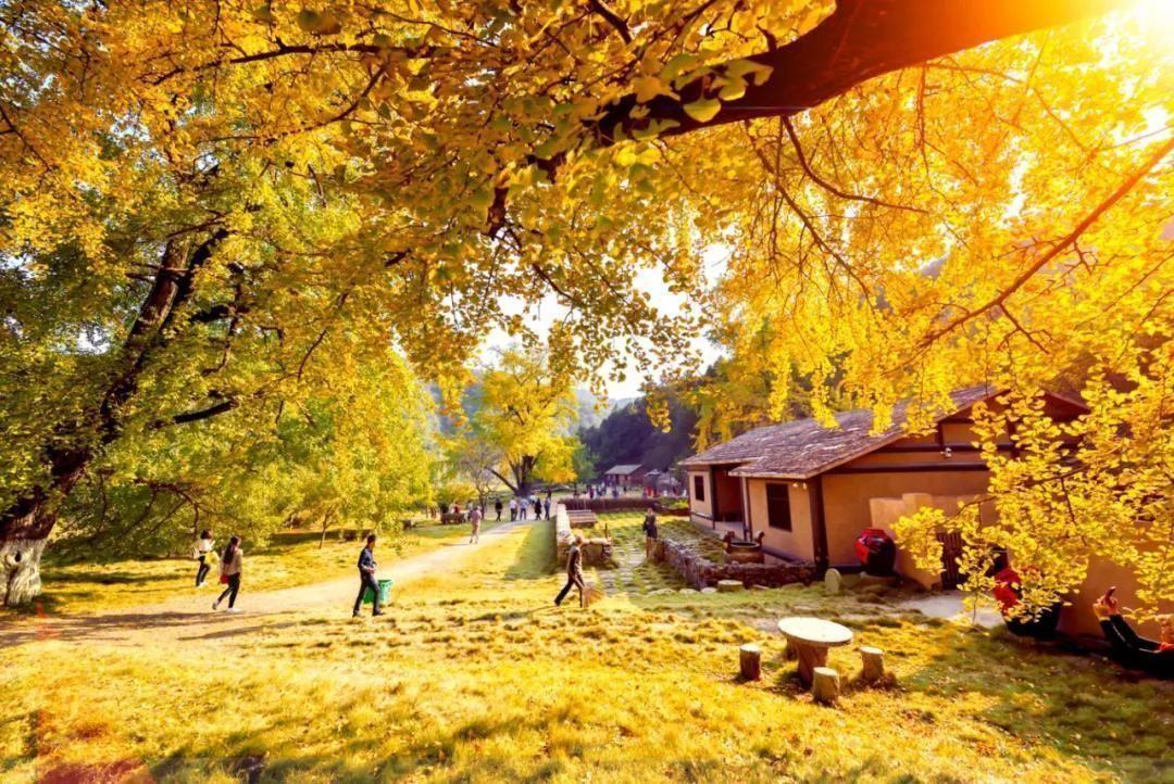 位于湖北省随州市的千年银杏谷,是四个密集的世界古银杏群落之一,景区