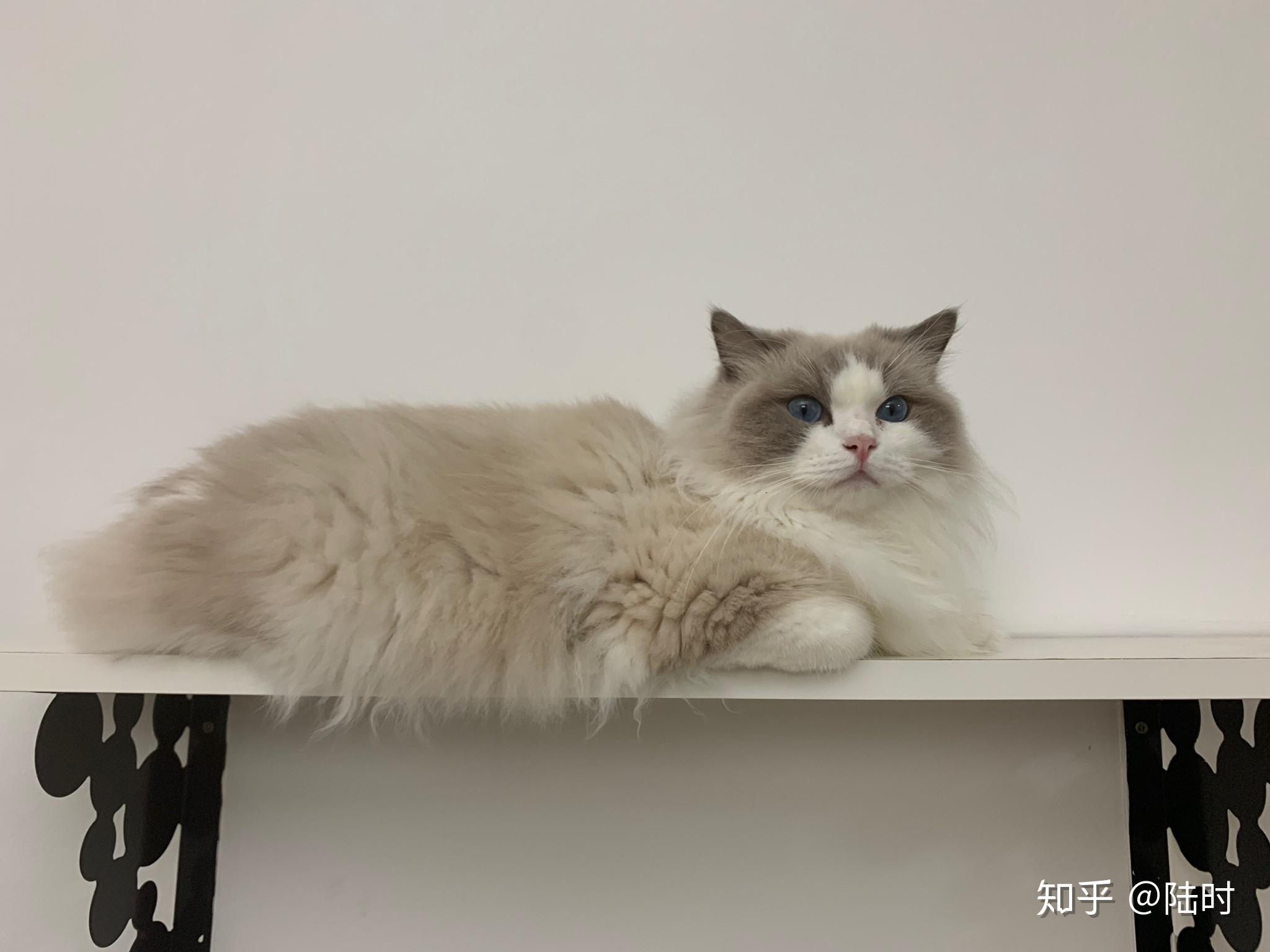 新手想养布偶猫可以吗?