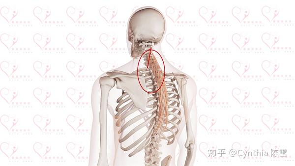 使头向对侧旋转; 颈半棘肌起自,c2~c5颈椎棘突;止于,t1~t5横突