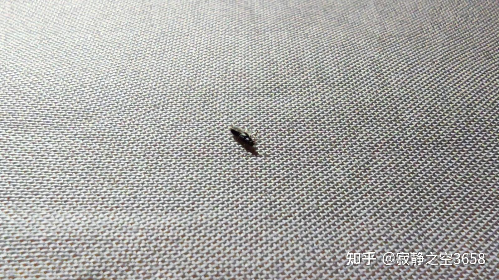 夏天屋子里好多这种小虫子这是什么虫子呢