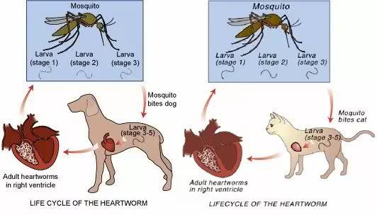 宠物医院不会对你说之"犬心丝虫病很普遍"人也会感染