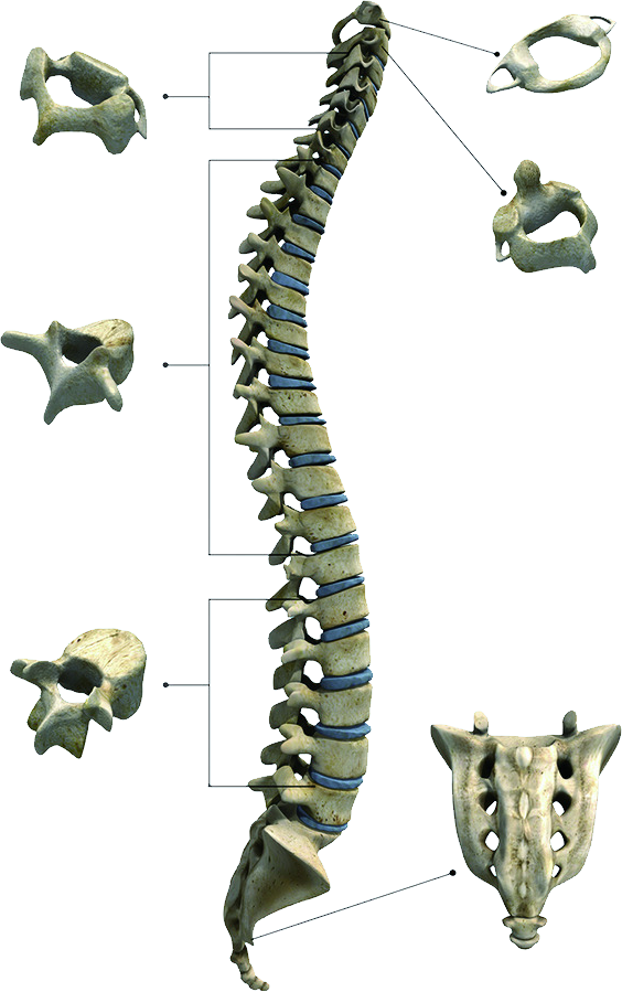 脊柱关节综合症/高骨症
