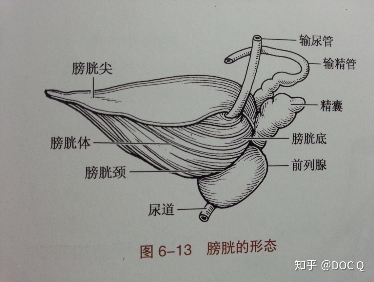 尿道内口开口于膀胱颈还是膀胱体