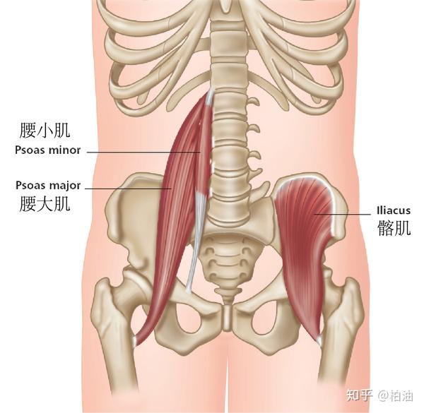 腰大肌:核心中的核心