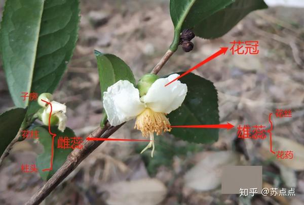 而我们平常所说的茶花是一种观赏性的山茶科山茶属植物,( camellia