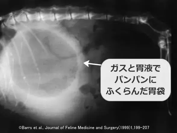 猫咪每天要舔自己800次吃进去的毛都去哪儿了