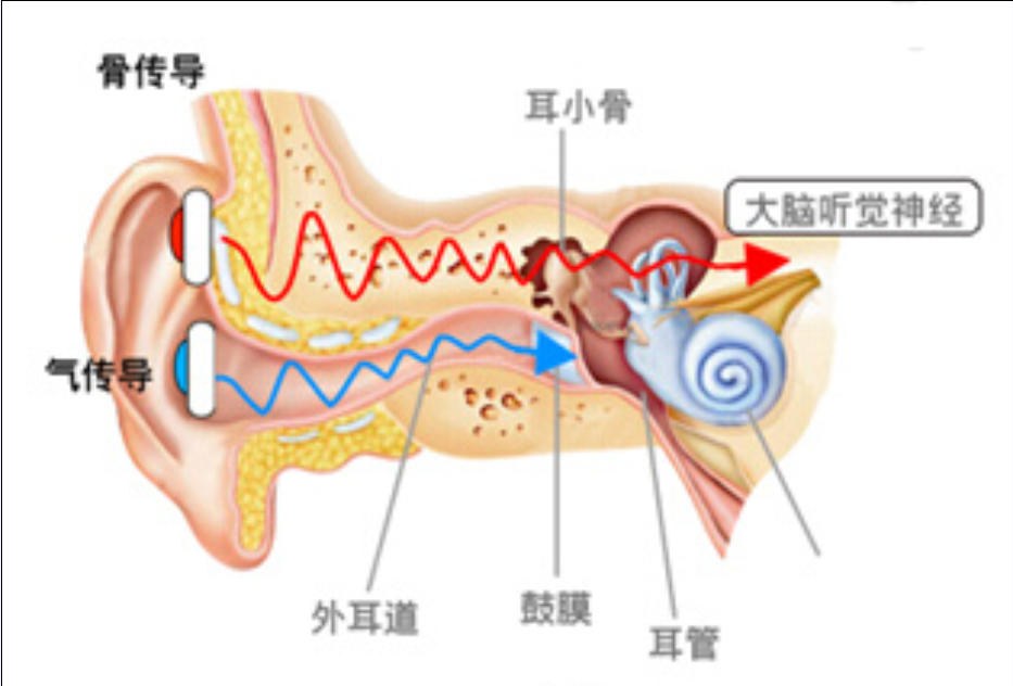 外界声波传播到耳朵的两种主要途径(一):空气传导