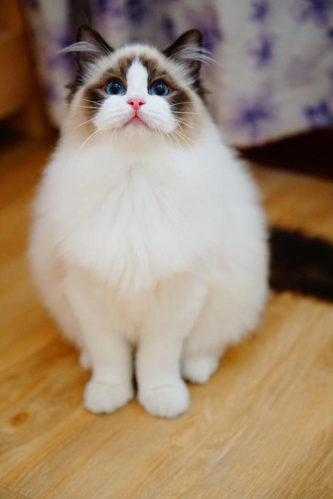 布偶猫为什么这么招人喜欢号称狗狗猫哪里能买到布偶猫