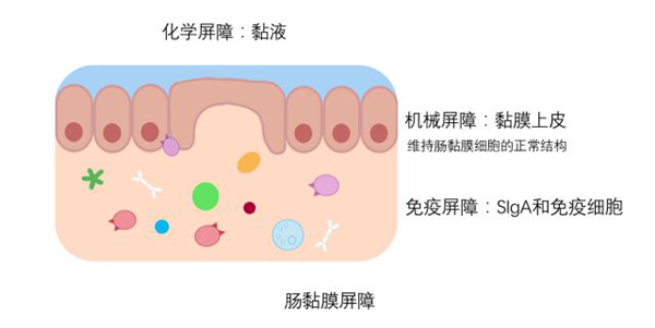 高质量粘膜免疫研究工具