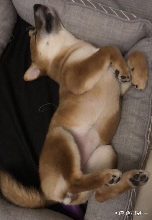 柴犬究竟有多少种睡姿