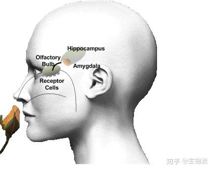 嗅觉神经元寿命不长为何气味却能让人经久不忘