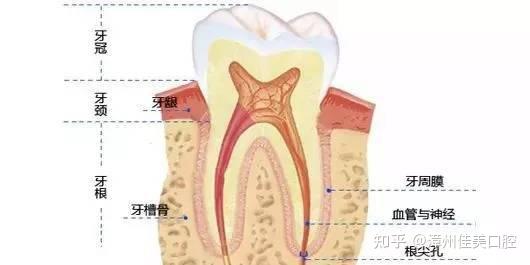 漳州种植牙和烤瓷牙间难以抉择5分钟告诉你他们的区别