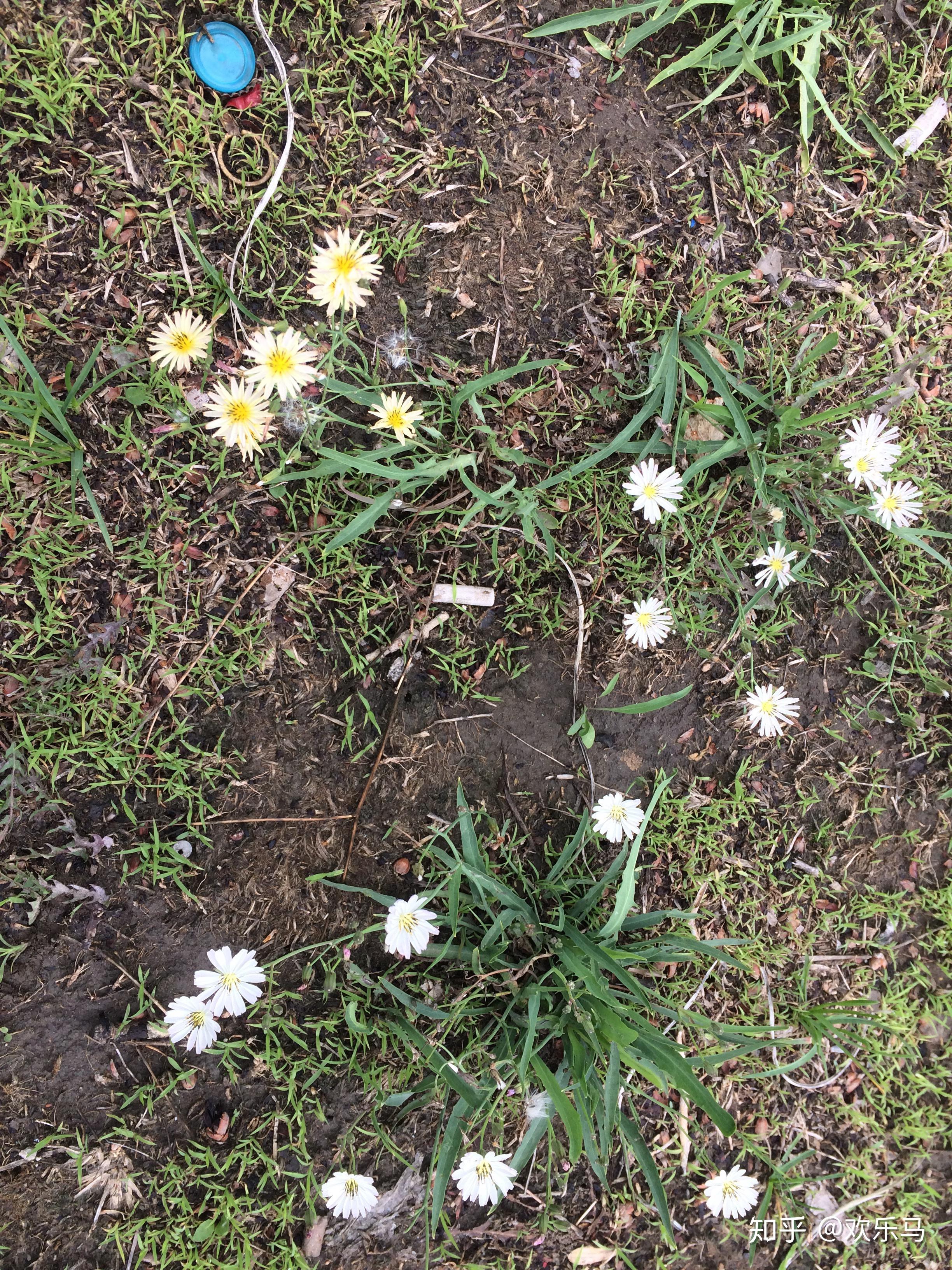 大庆野地植物13中华苦荬菜