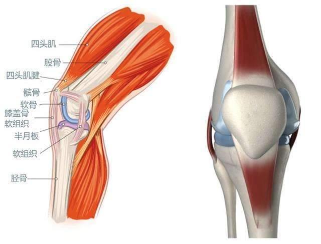 膝盖软骨损伤的原因有哪些?