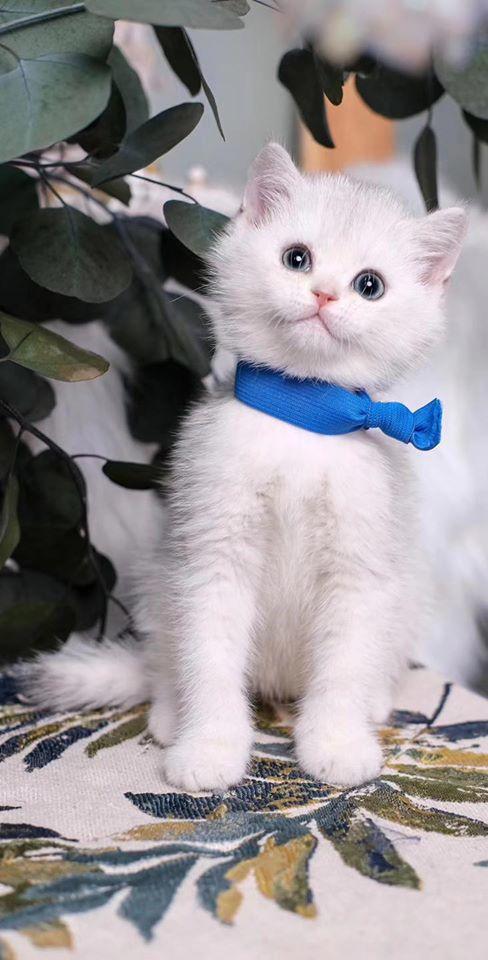 猫咪什么食物不能吃,英短猫舍哪家好,哪里买好,宠物小