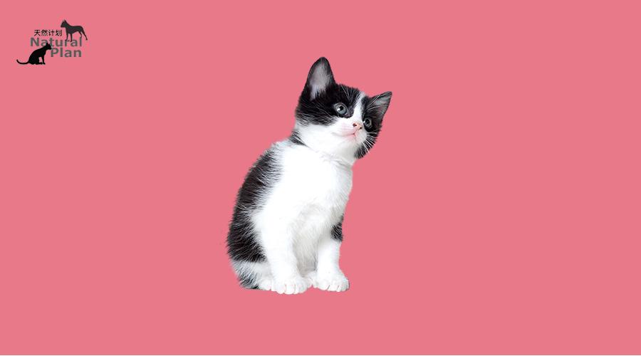 seo犀欢喜猫 zhuanlan.zhihu.com