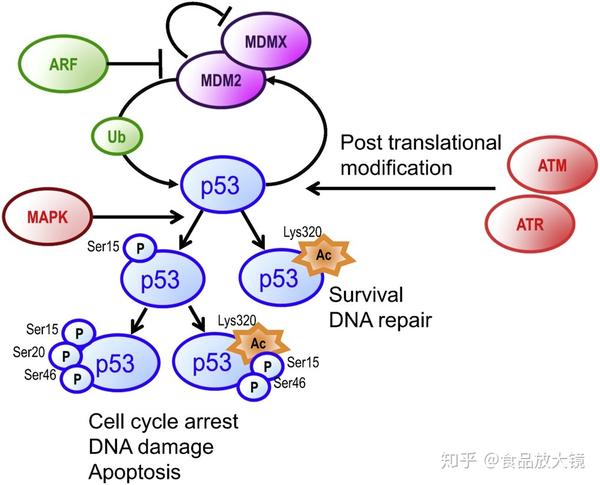 biotechnoladv多酚抗癌作用靶向p53信号通路