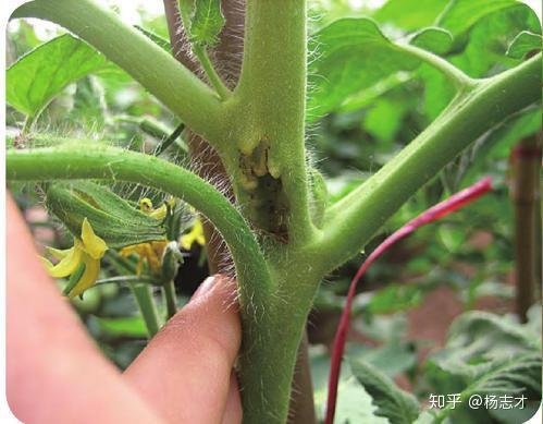 希望通过以上的介绍能够真心帮助菜农朋友减少这两种病害对番茄的危害