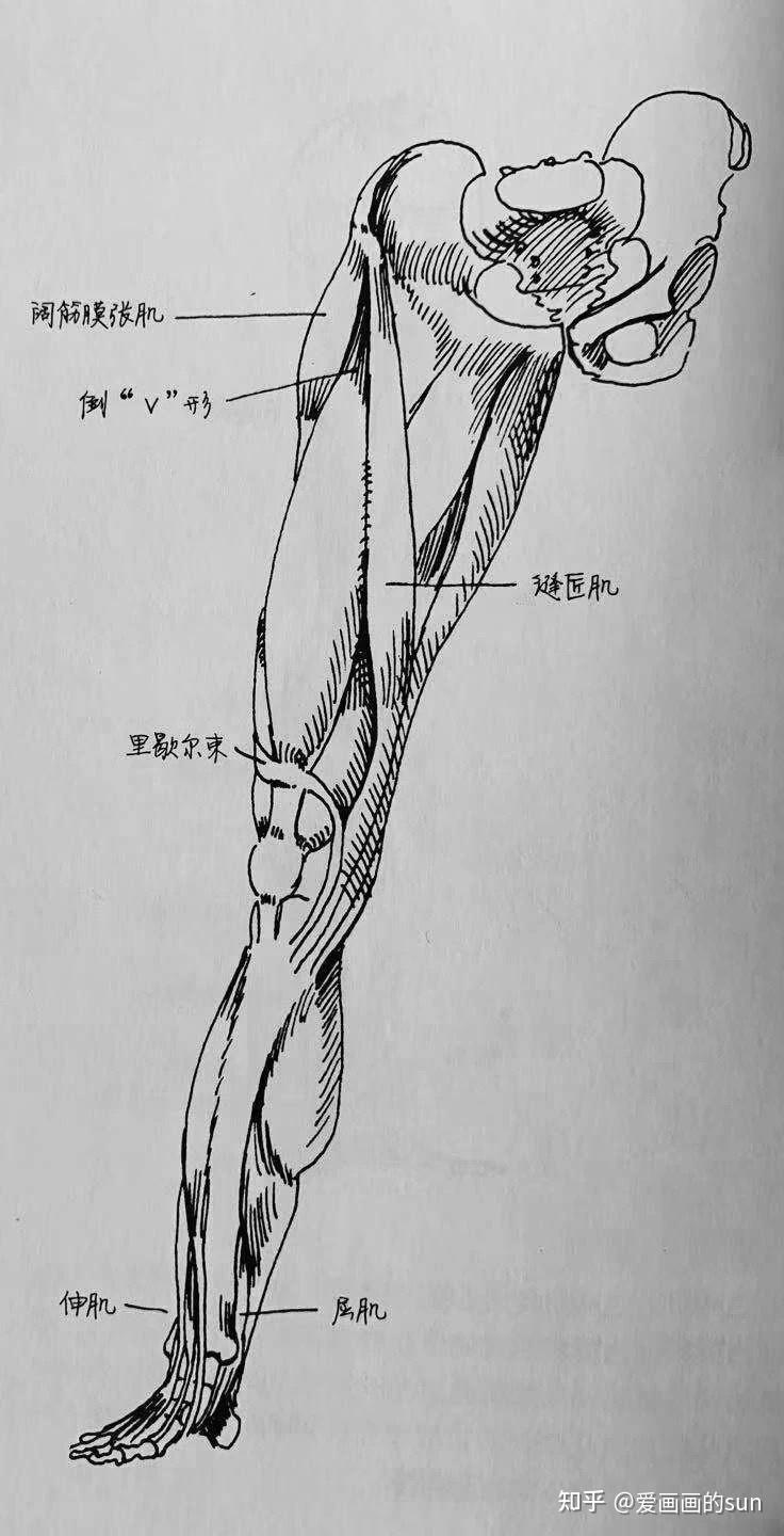 腿部结构详解速写