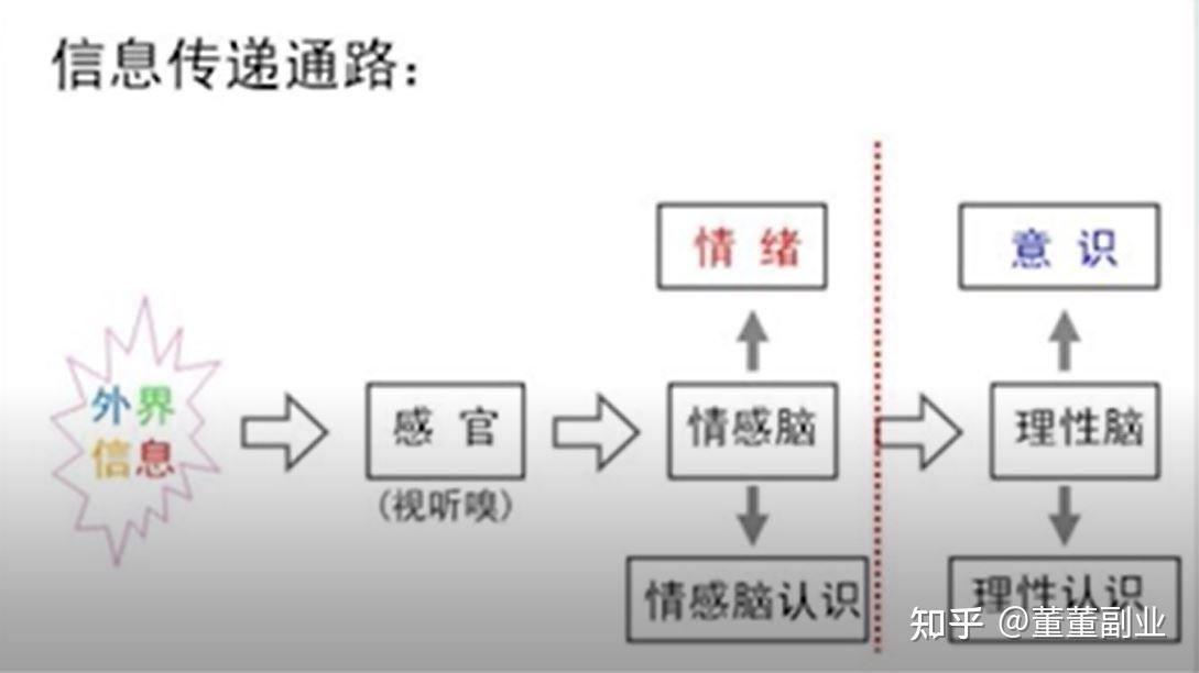 爬虫脑负责本能,边缘脑负责情感和感觉,新皮层脑负责理性思考