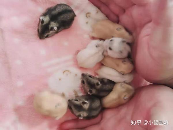 广州侏儒仓鼠宝宝免费领养dec282020