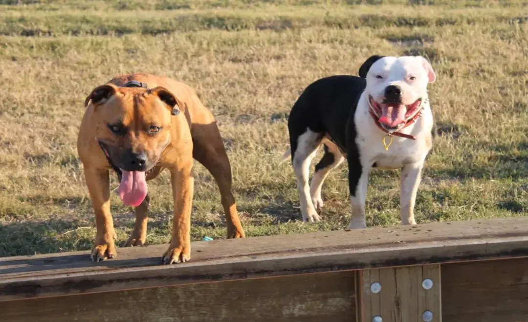 le staffordshire bull terrier斯塔福德郡牛头11société