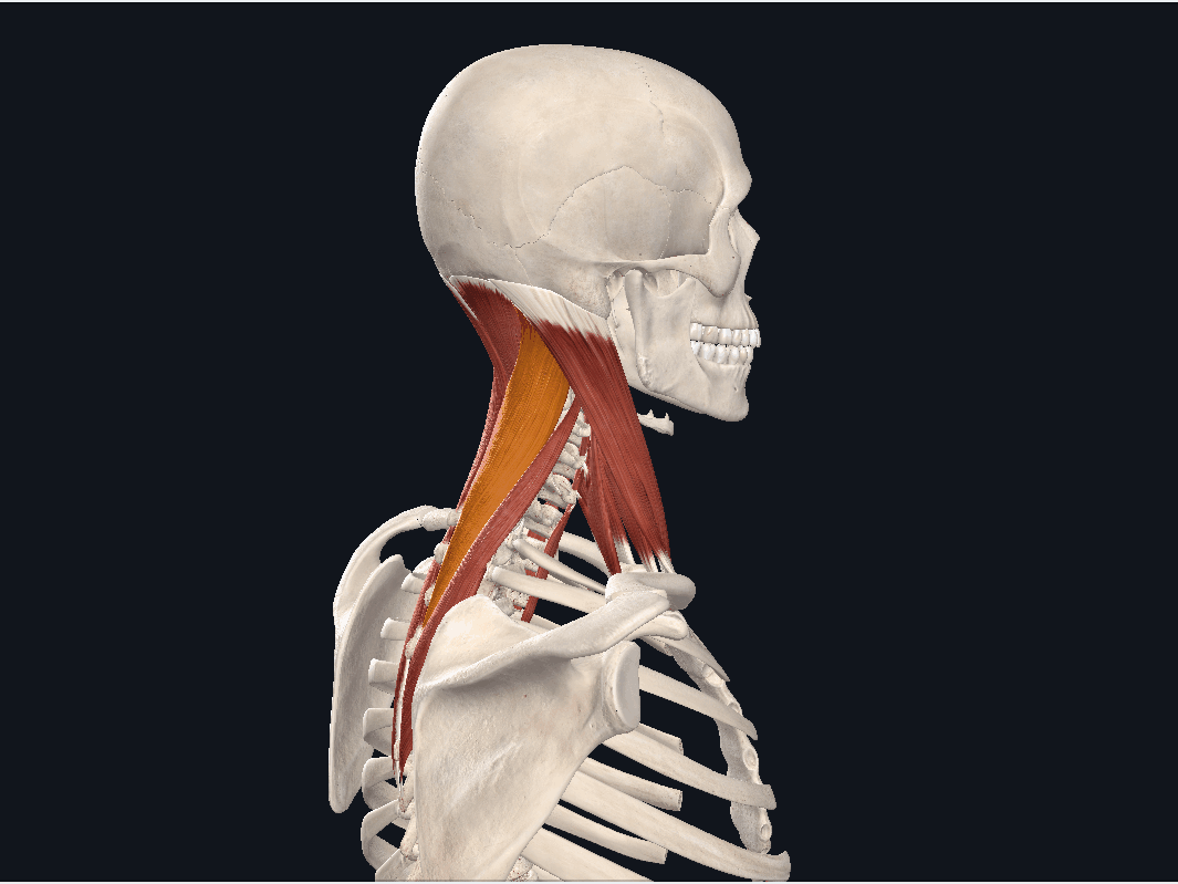 肩胛提肌凭什么是"肩颈问题"的根源