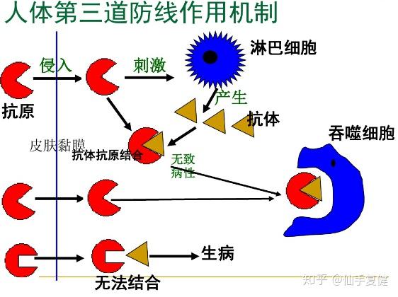与第二道防线不同的是,第三道防线会先辨识到某一个特定外来对象,再