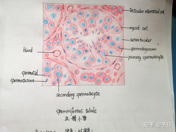 组胚实验红蓝铅笔图随时更新哟