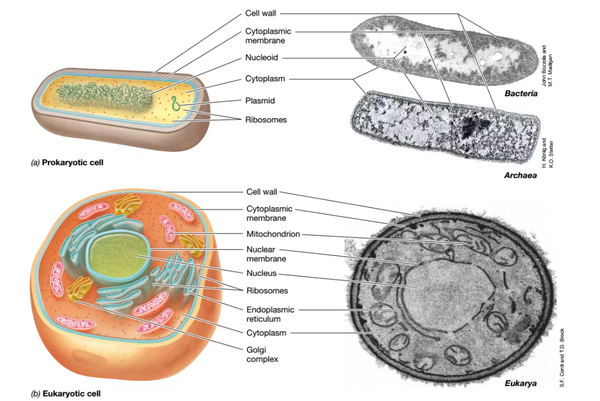 原核细胞和真核细胞结构示意图