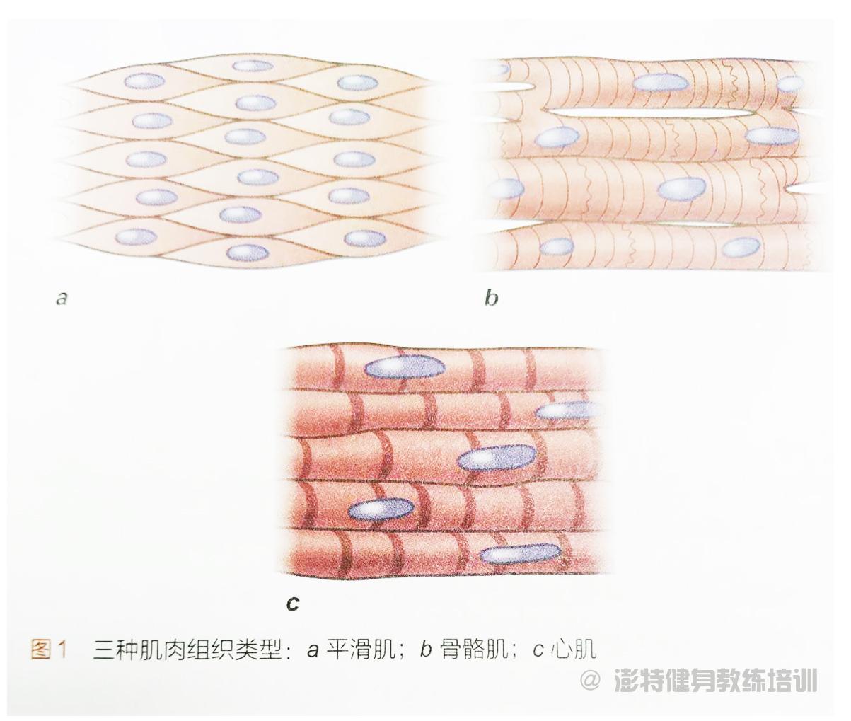 认识肌肉