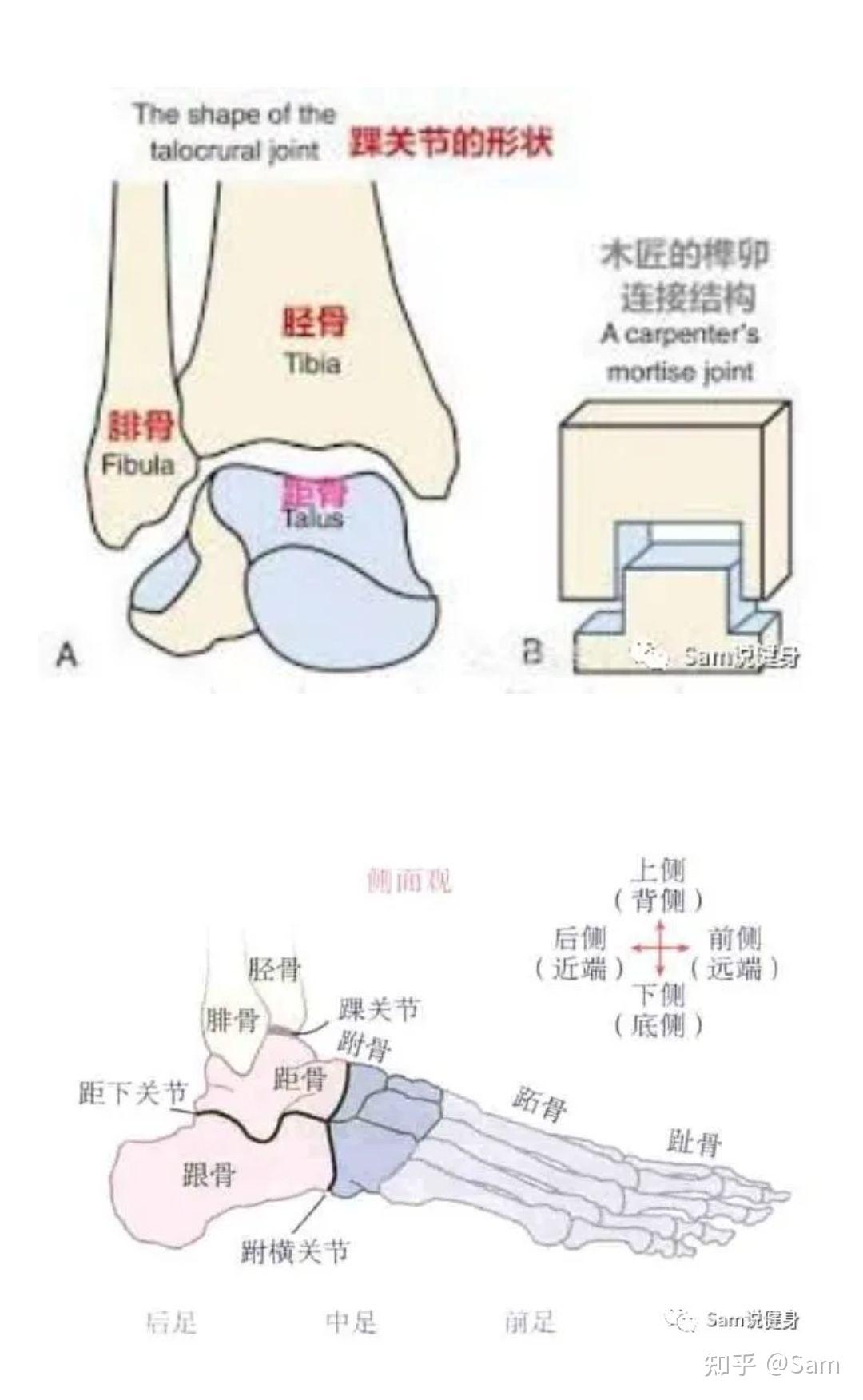 脚踝背屈受限是粘连了么