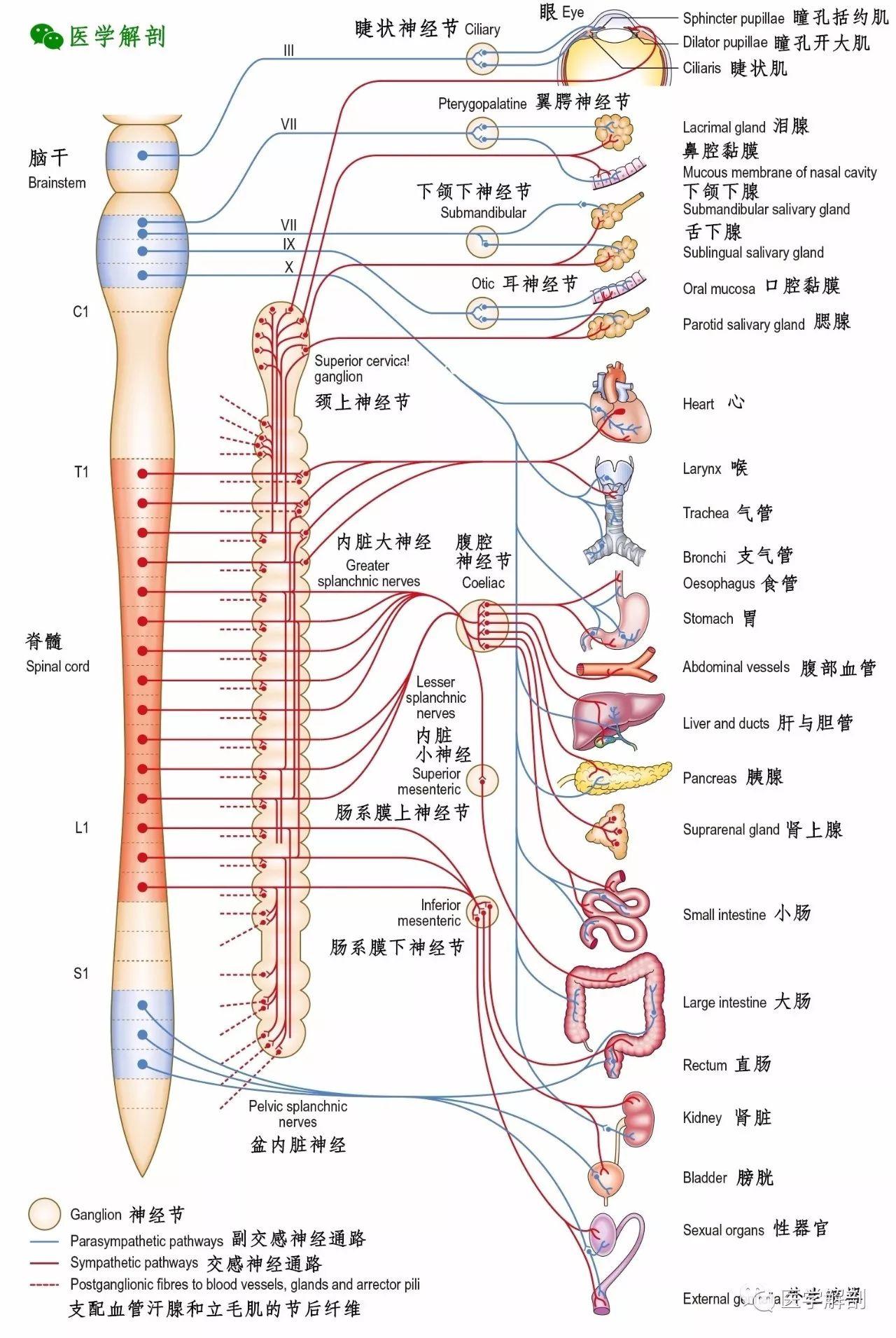 周围神经系统自主神经系统概述