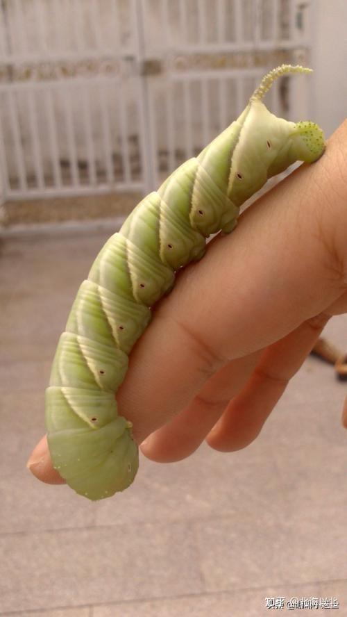 梦见好多恶心的虫子黏在脚上,解读梦境背后的深层含义 梦见好多恶心的虫子黏在脚上,解读梦境背后的深层含义