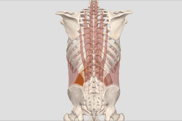 三,1个简单训练强化动作 ①腰方肌单侧收缩,可以使脊柱向同侧屈.