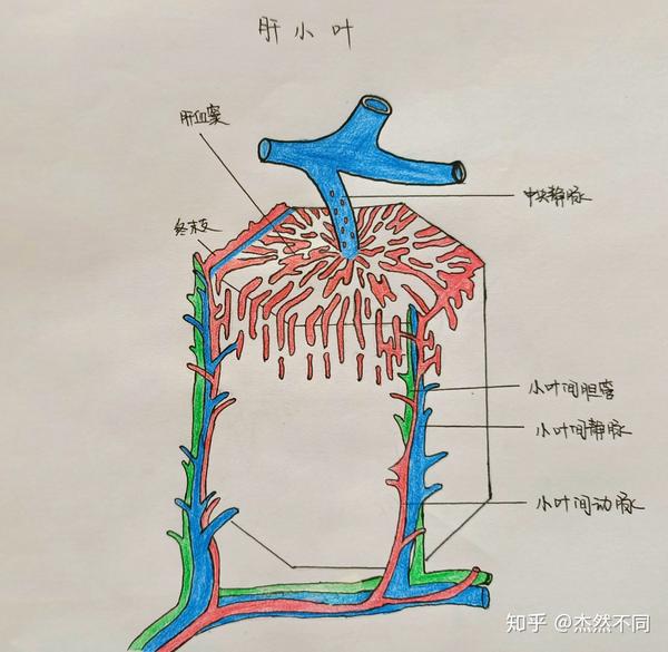 肝小叶