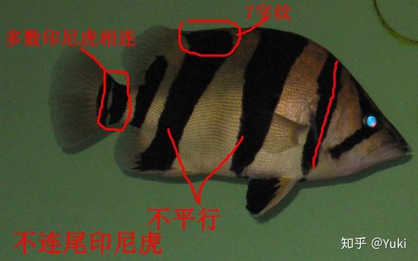 龙巅鱼邻谈超详细的泰虎印尼虎越南虎解说来了