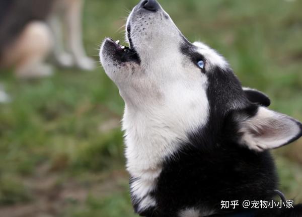 狗狗突然发出嗷呜的狼叫有这几个原因