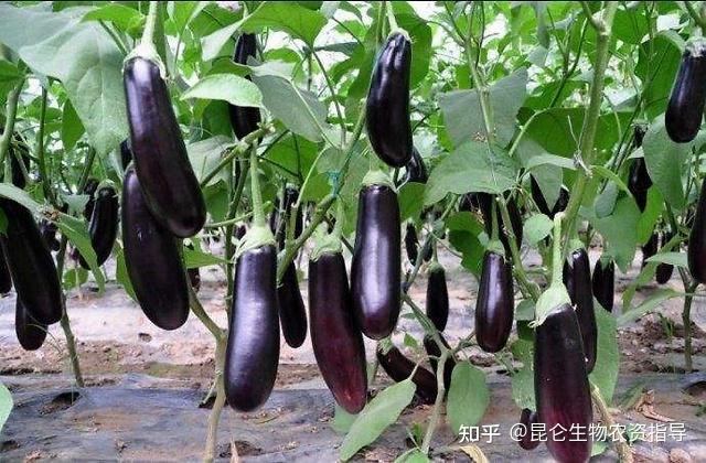 茄子叶枯叶霉病用什么好茄子黄叶是怎么回事茄子枯萎黄萎病防治特效药
