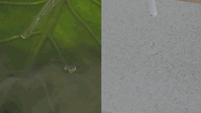 是因为玻璃涂抹上了「超疏水材料」,就像很多植物叶子那样,水珠叶上过