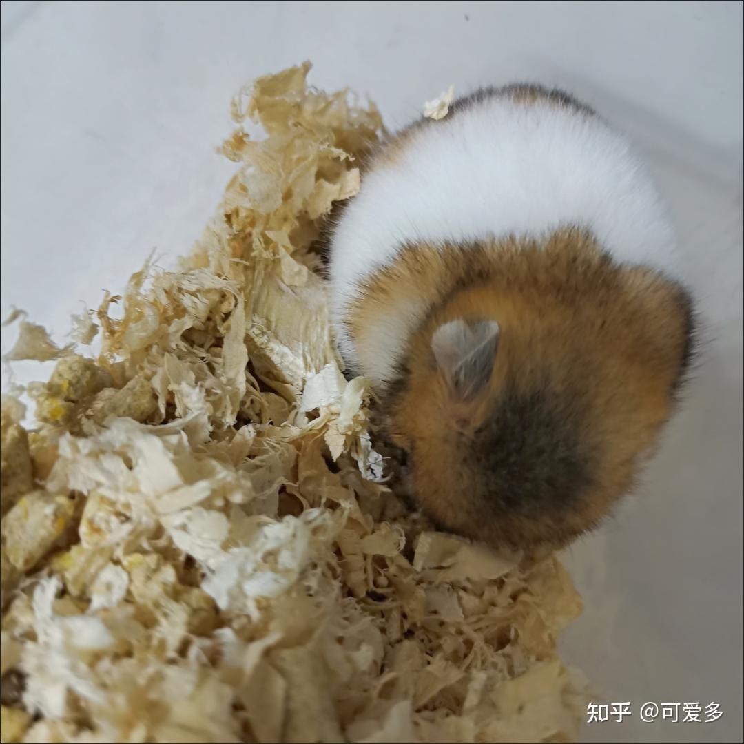 银狐仓鼠可以长多大?