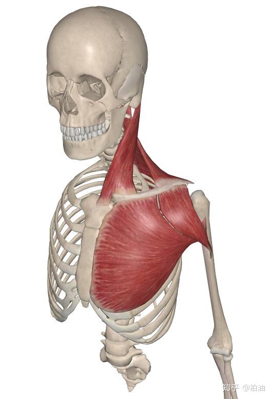 但由于锁骨和胸骨,肩胛骨之间通过关节连接,因此也受这两个部位运动的