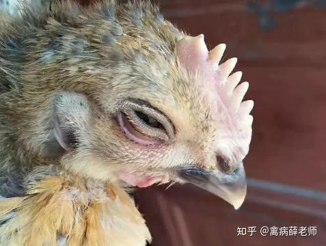 专家教您辨别鸡肿头肿眼的原因与病症