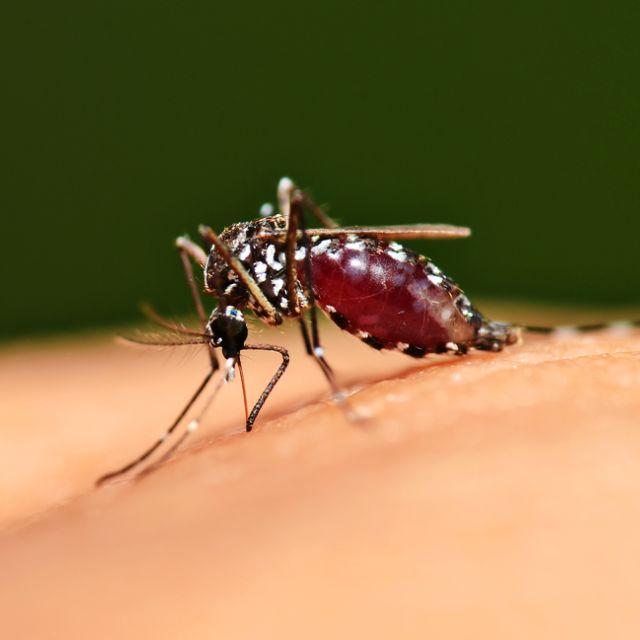 为了搞清楚哪的蚊子最毒,中国研究人员跑非洲抓了几只