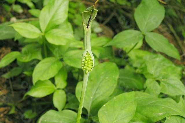 中药材半夏壮根根茎块膨大用什么?半夏增产叶面肥套餐用哪个?