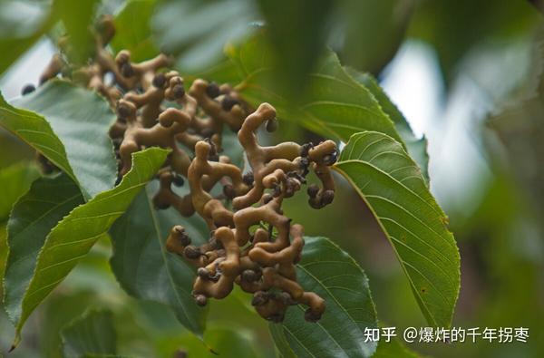 万寿果,万子梨,俅江枳椇,鸡爪连,金钩梨,拐枣儿,臭杞子,鸡爪子,龙爪