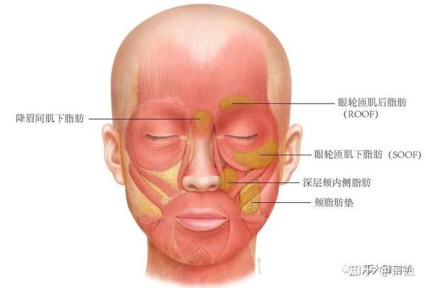 面部深层脂肪间隔 浅筋膜,皮下结缔组织,脂肪这3种组织位于面部肌肉